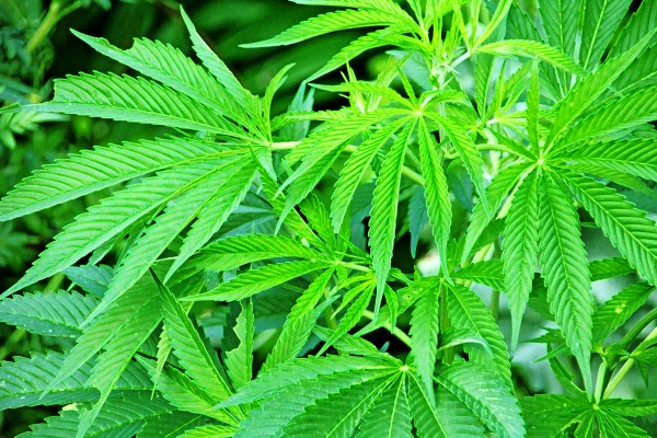 Cannabis Leaves by Deb Oppermann